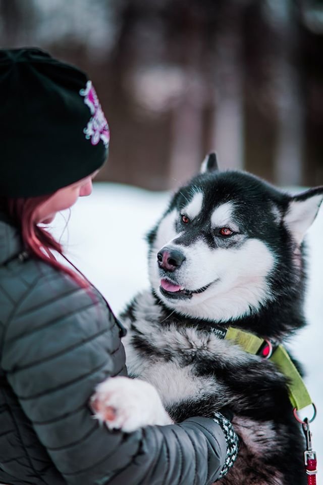 Old Pine Husky Lodge